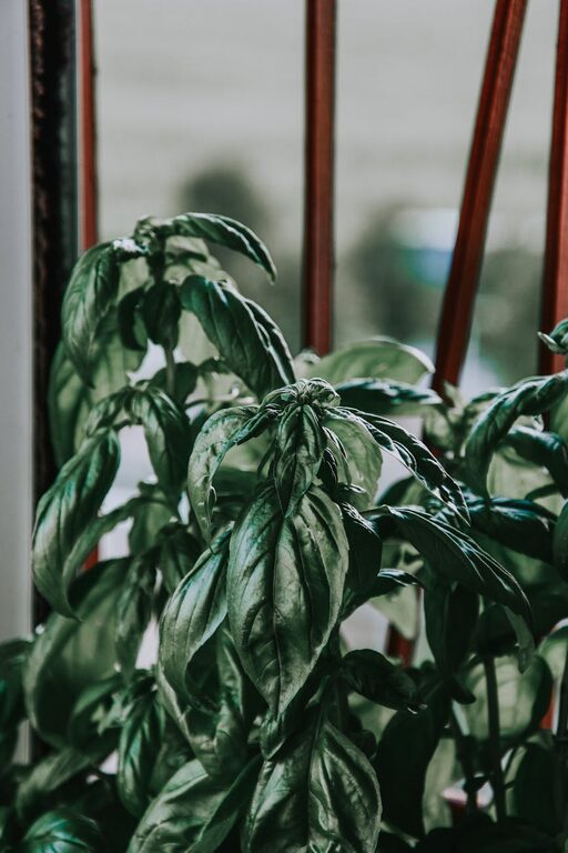 How to Start a Small Herb Garden Indoors: A Beginner’s Guide